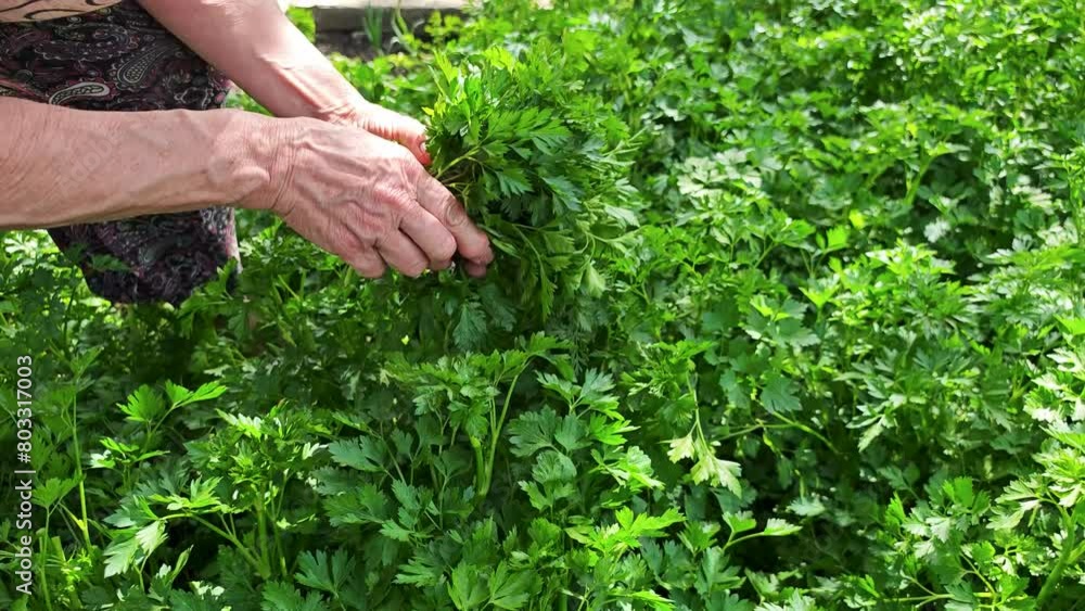 Woman collecting parsley in the garden Woman collecting parsley in the garden