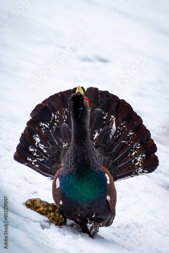 Western capercaillie (Tetrao urogallus). Mountain Rooster in a wild forest during their mating season in Carpathian Mountains, Romania.
