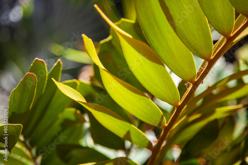 Vegetación selva