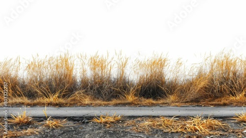 Dried grass at the edge of a concrete slab