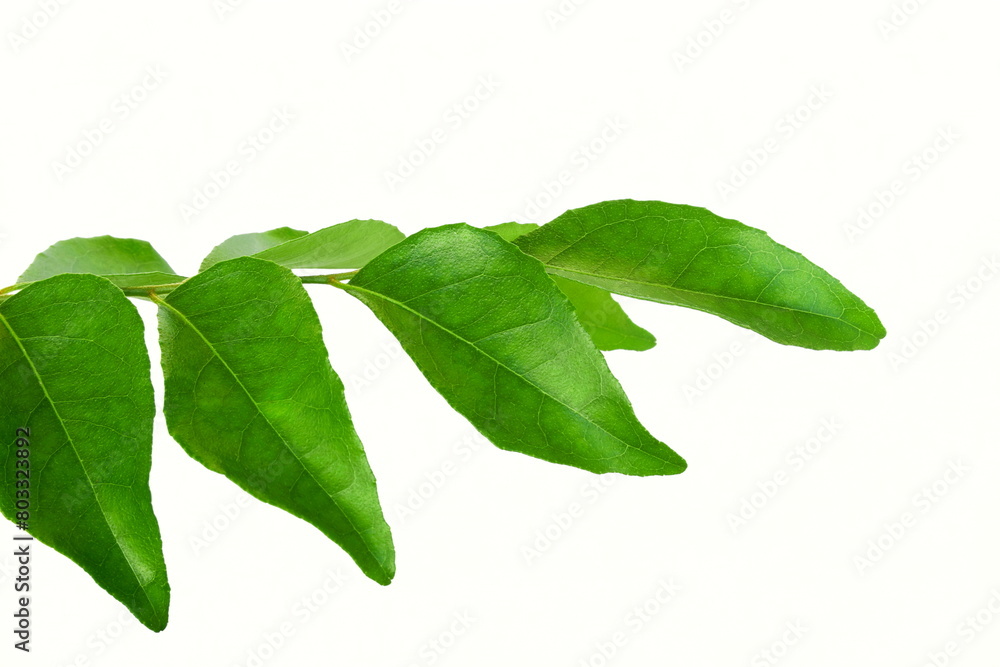 Fototapeta premium fresh indian spice plant curry leaves or curry patta herb plant use in indian gujarati food like kadhi,vada,rasam,chutney,sambhar,dal and other recipe,white background