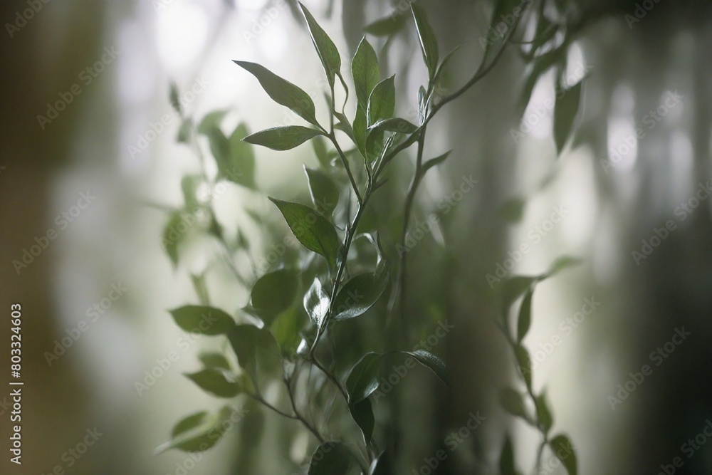 Fototapeta premium leaves