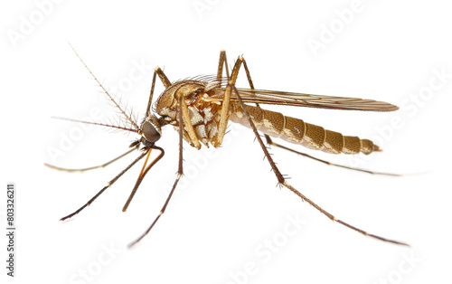 Mosquito, The Life of Mosquitoes isolated on Transparent background.