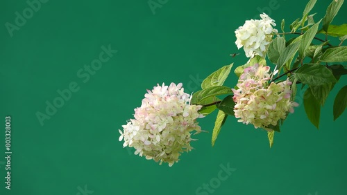 flowers buldenezh on a green screen photo