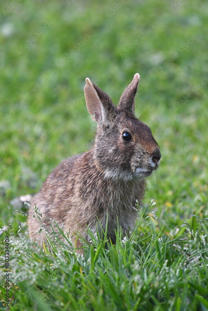 Fototapeta premium Close-up shot of a wild rabbit in the grass