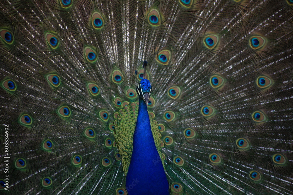 Obraz premium Frontal view of a peacock fanning its tail. Close up