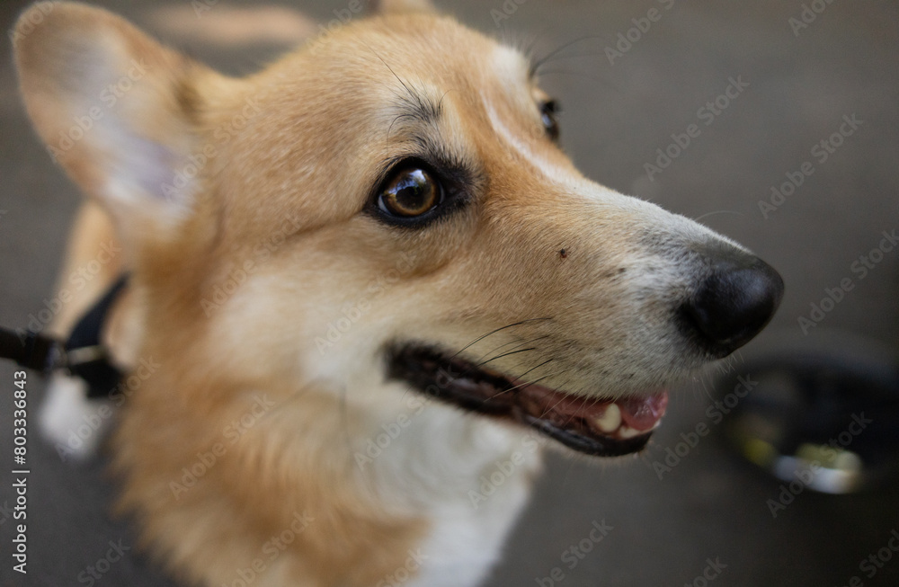 A dog Welsh Corgi Pembroke with a mite on the nose A dog Welsh Corgi Pembroke with a mite on the nose
