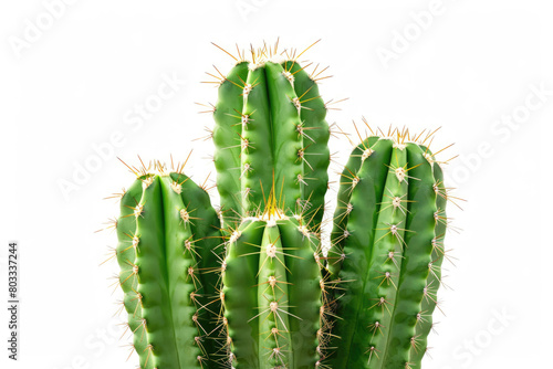 Green cactus  sharp spines