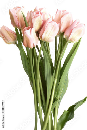 Tulips in bloom  soft pink