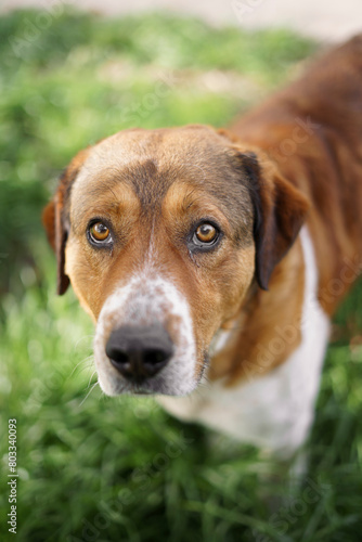 cucciolo di cane con sguardo tenero photo