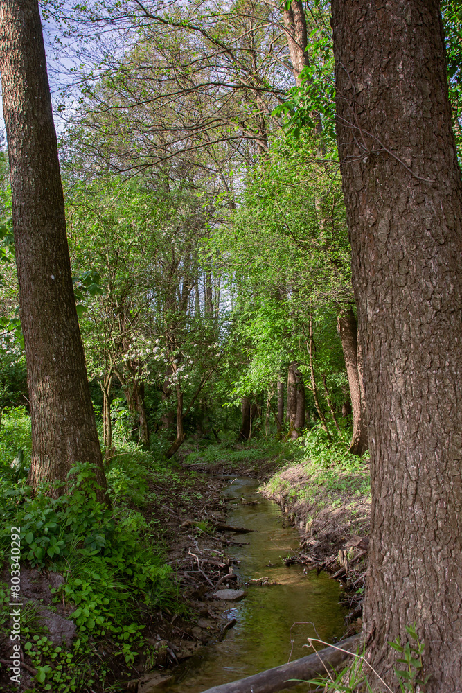 Fototapeta premium View of a wild stream flowing in the forest