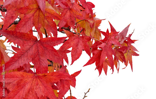A tree with red leaves is shown in a white background. The leaves are vibrant and full, creating a sense of warmth and life. The image evokes a feeling of autumn, when trees shed their leaves.
