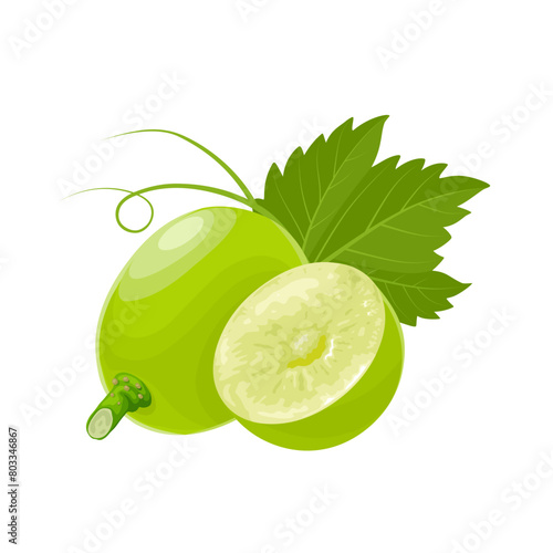 Vector illustration, muscat grapes, isolated white background.