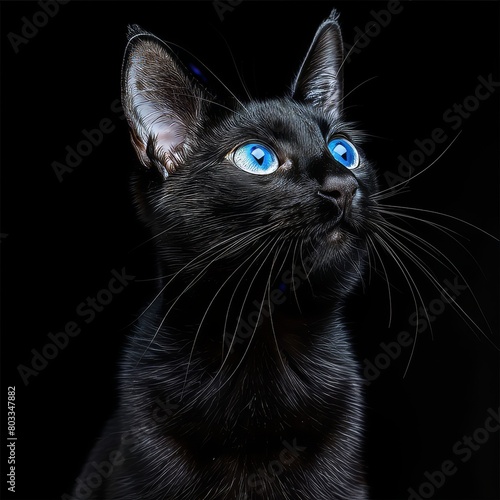 Striking black cat with blue eyes, high detail portrait on dark background, sony a1 85mm f8 photo
