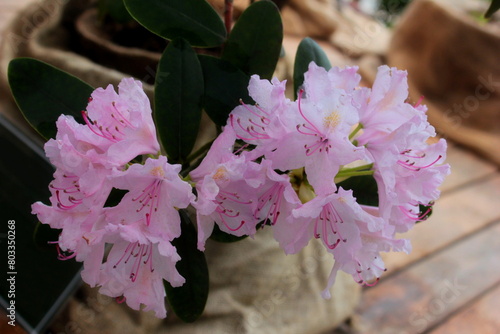 Big pink azalea or rhododendron in home garden. Season of flowering azaleas (rhododendron). Colorful azalea flower in Japan winter park. Azaleas shade tolerant flowering shrubs in genus Rhododendron. photo