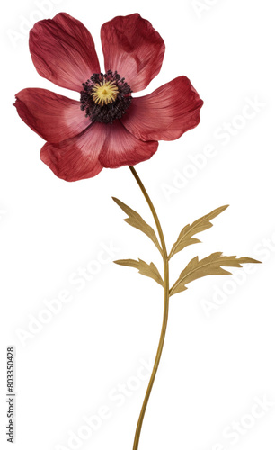 PNG Red anemone flower petal plant.