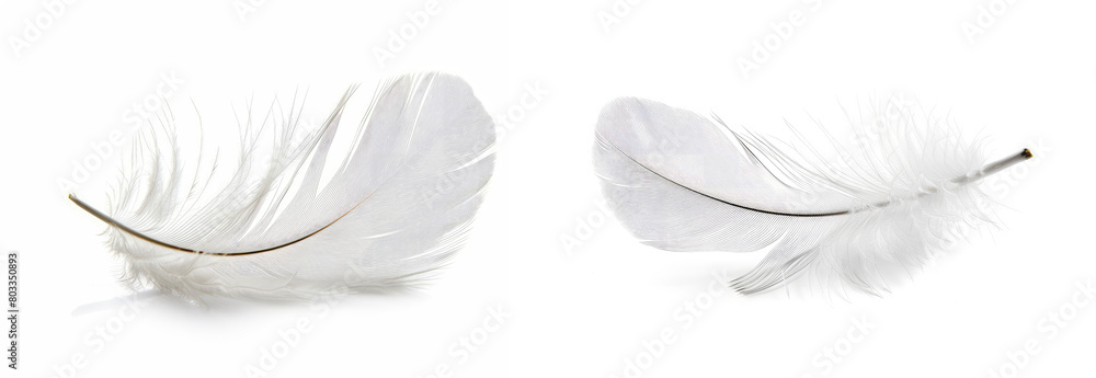 White feather isolated on white background White feather isolated on white background