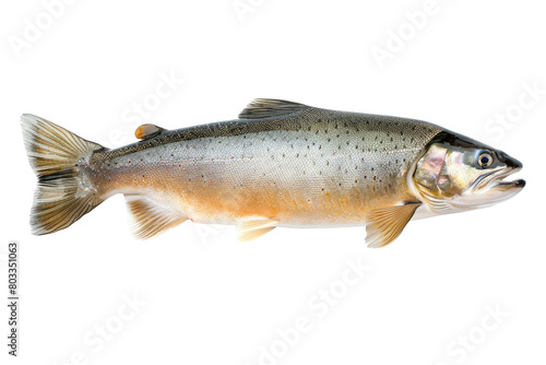 Fresh char fish isolated on white or transparent background, PNG (Salvelinus confluentus) photo