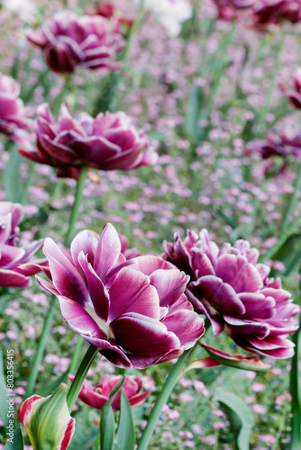 Field of beautiful purple tulips.