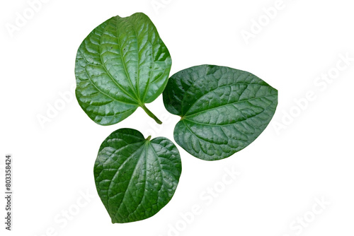 Green leaves isolated on transparent PNG background