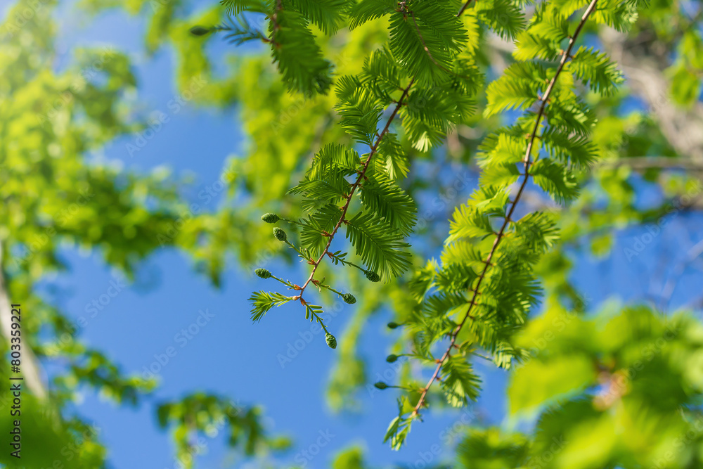 Metasequoia glyptostroboides, the dawn redwood in the spring. Metasequoia glyptostroboides, the dawn redwood in the spring.