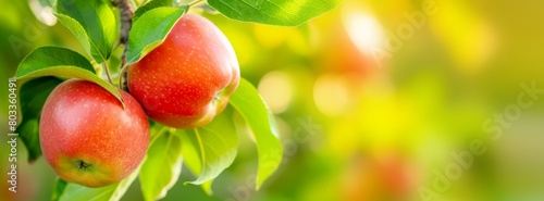 Fruit banner with branch with natural, farm, red apples on blurred background of apple orchard in golden hour. Concept organic, local, season fruits and harvesting. Healthy food. Copy space