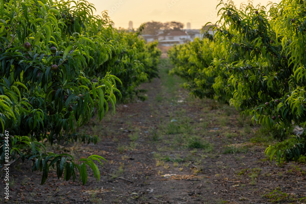 Naklejka premium Captured in golden light, rows of apricot trees stretch into the horizon in a serene orchard scene, evoking the tranquility of rural springtime