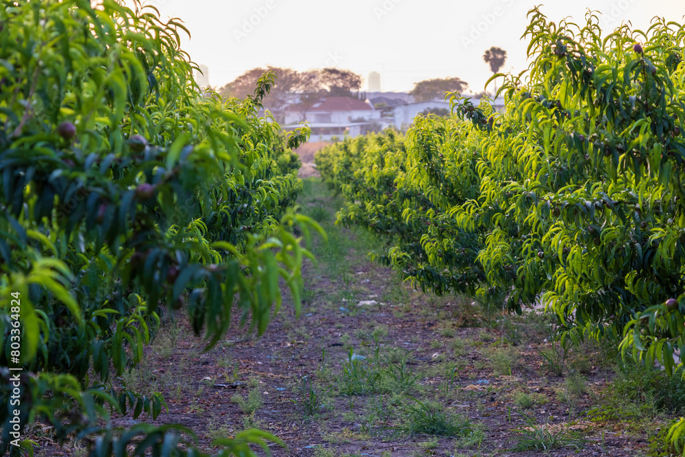 Captured in golden light, rows of apricot trees stretch into the horizon in a serene orchard scene, evoking the tranquility of rural springtime Captured in golden light, rows of apricot trees stretch into the horizon in a serene orchard scene, evoking the tranquility of rural springtime