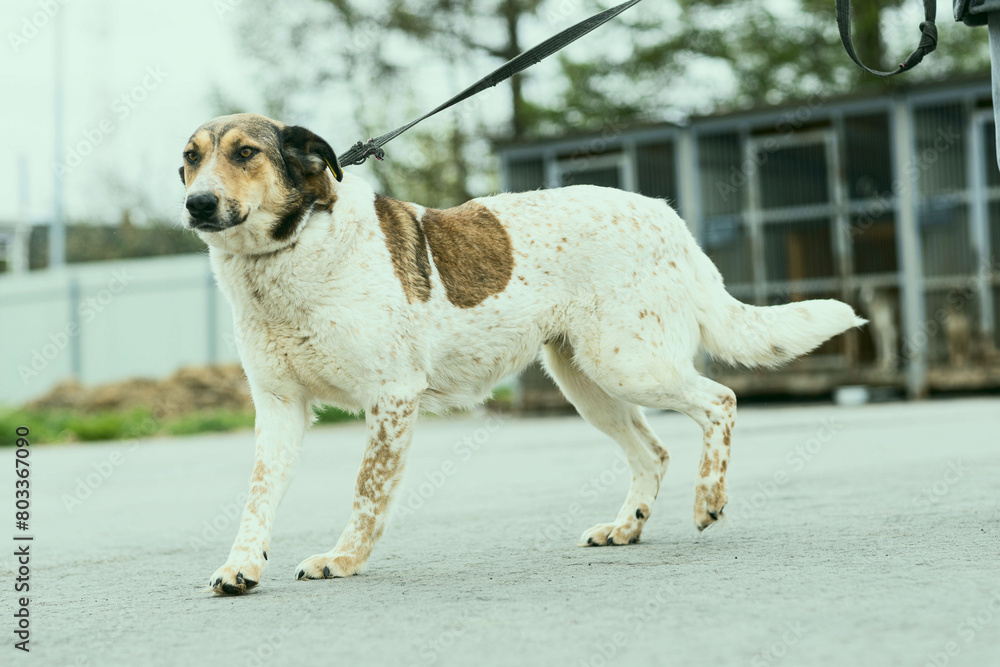 a dog in a shelter for stray dogs in the village of Kugesi in Chuvashia a dog in a shelter for stray dogs in the village of Kugesi in Chuvashia