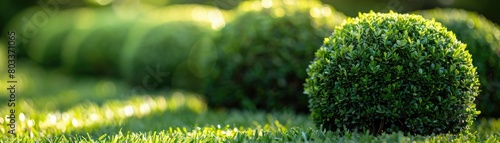 A step-by-step guide for gardeners on trimming boxwood bushes into a perfect ball shape, showcasing the art of gardening photo