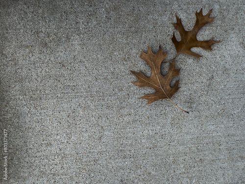 Dry autumn leaf on the ground. Acer pseudosieboldianum, purplebloom maple.