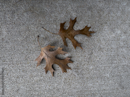 Dry autumn leaf on the ground. Acer pseudosieboldianum, purplebloom maple.