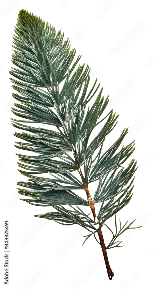 PNG Pressed a green pine leaf plant paper tree. PNG Pressed a green pine leaf plant paper tree.
