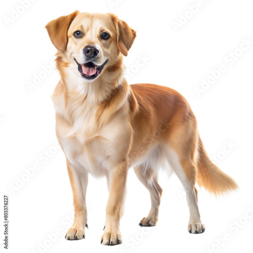 Happy Golden Retriever Dog Standing Against a Transparent Background