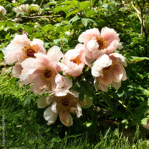 Peach peony blooming on a spring day in the Hermannshof Gardens in Weinheim, Germany.