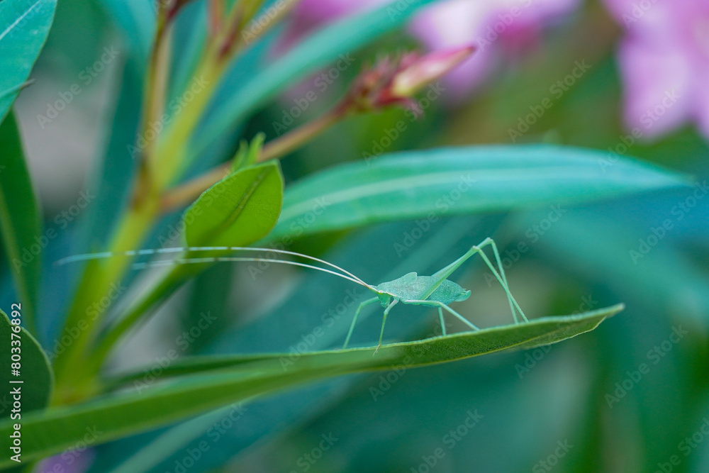 Green Baby Grasshopper on Oleander Green Baby Grasshopper on Oleander