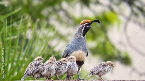 Gambel's Quaile with chicks Tucson Arizona