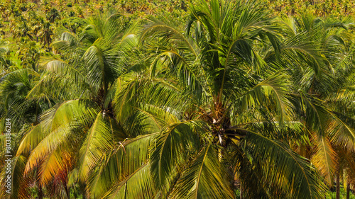 Árvore de coqueiro em uma praia de Alagoas, com águas cristalinas e areia branca, típica paisagem tropical do Brasil, perfeita para relaxamento e turismo de natureza photo