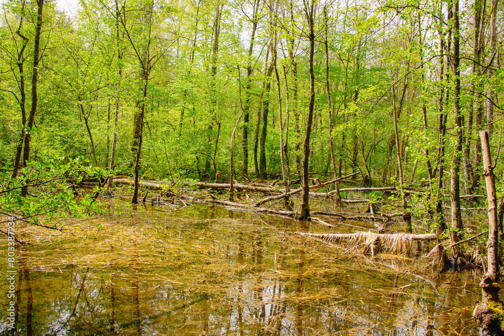 Stream Flowing through Forest Stream Flowing through Forest