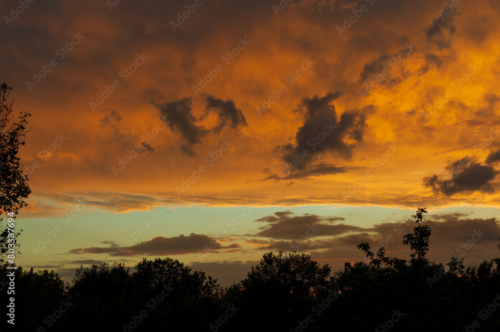 Dark silhouettes of trees and orange sky at sunset.