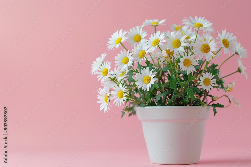 Fresh daisy flowers in pot on pink background