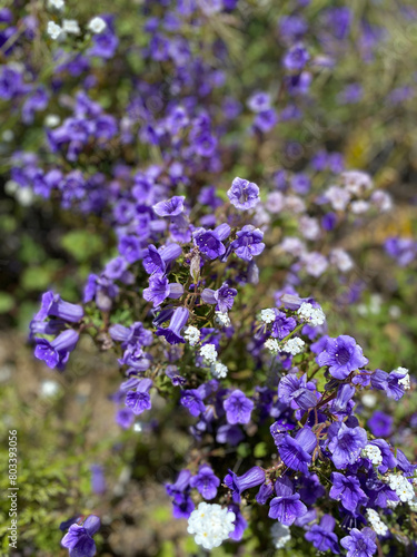 California Wildflowers Bluebells © Laurel Jeninga