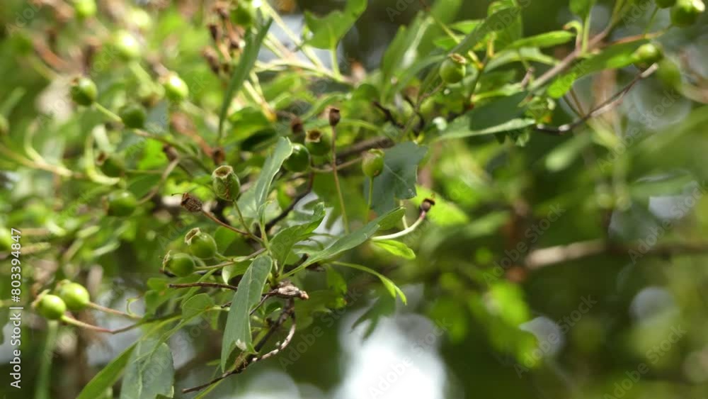 Crataegus monogyna Crataegus monogyna