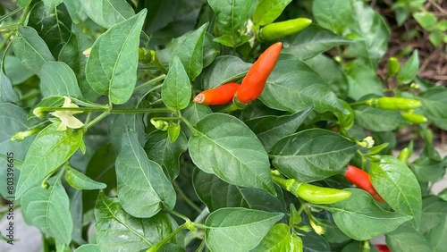 chilli tree agriculteral in organic farm in indonesia photo