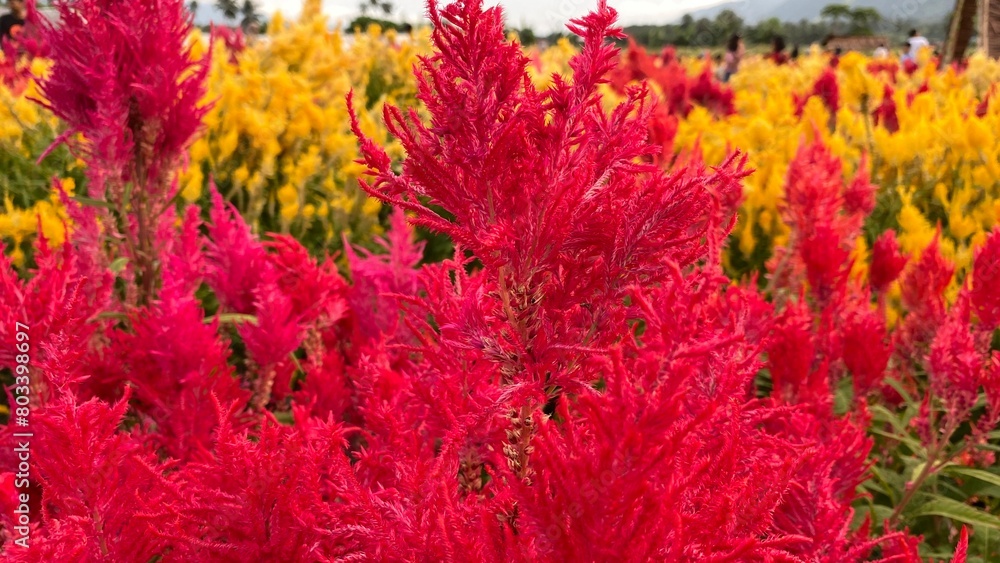 Close up red celosia argentea or bunga jengger ayam. Close up red celosia argentea or bunga jengger ayam.