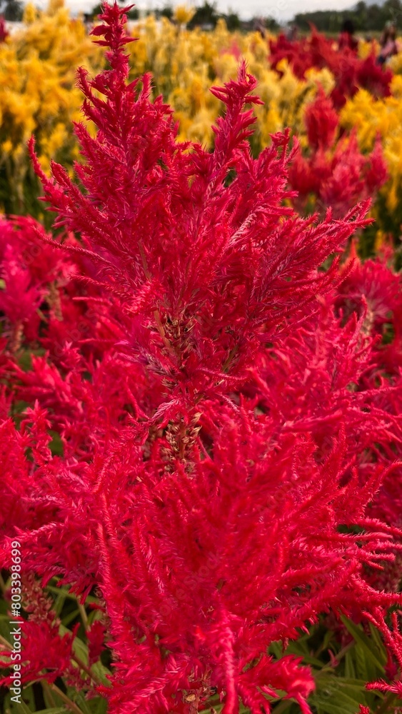 Close up red celosia argentea or bunga jengger ayam. Close up red celosia argentea or bunga jengger ayam.