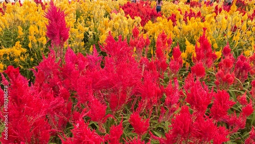 Close up red and yellow celosia argentea or bunga jengger ayam. photo