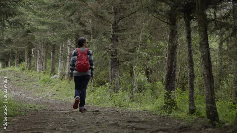 Young female hiker traveler, walking alone on a pine forest path, dressed casually with a red backpack Young female hiker traveler, walking alone on a pine forest path, dressed casually with a red backpack