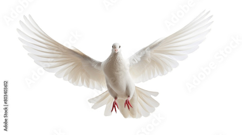 White dove with gracefully outstretched wings  isolated on a transparent background