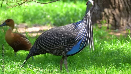 Vulturine guineafowl (Acryllium vulturinum) is the largest extant species of guineafowl. It is a member of the bird family Numididae, and is the only member of the genus Acryllium. photo